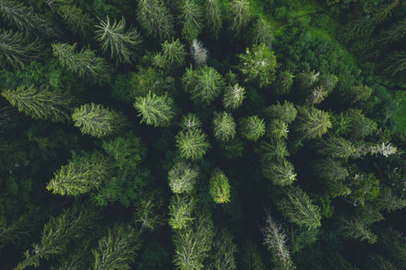 Aerial view of green tops of pine wood, top viewの写真素材