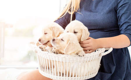 Cropped view of puppies in white basket kept by girlの写真素材