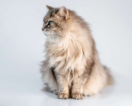 Lovely fluffy cat looking aside in light roomの写真素材
