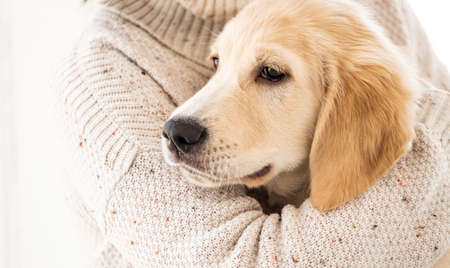Female hand hugging calm golden retriever dogの写真素材