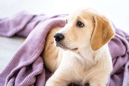 Cute golden retriever dog wrapped in bedspread on floor at homeの写真素材