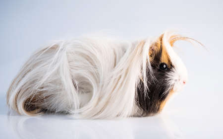 Fluffy guinea pig on white background