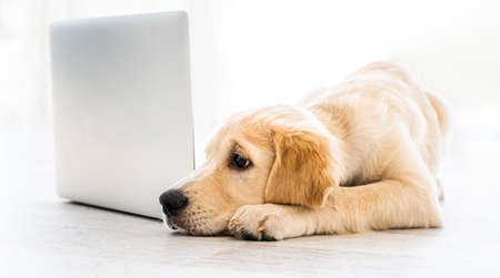 Beautiful dog with laptop lying on floor in light roomの写真素材