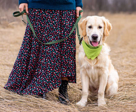 Adorable young dog next to female legs in skirtの写真素材