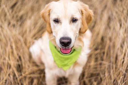 Adorable retriever muzzle on dry grass backgroundの写真素材