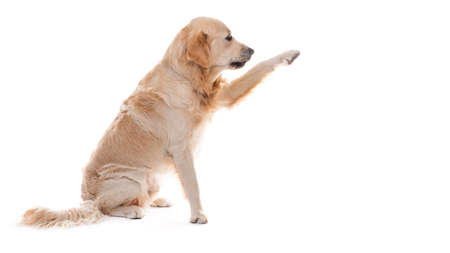 Golden retriever dog giving paw sideways isolated on white backgroundの写真素材