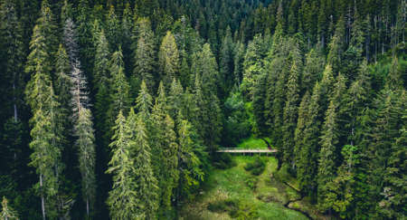 Pine trees in National Nature Park Synevir, view from aboveの写真素材