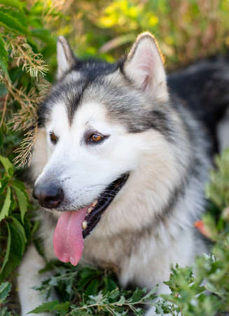 Adorable husky dog lying in the grass in field and looking back with tonque out. Beautiful doggy with incredible eyes closeup portrait in summertimeの写真素材