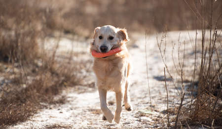 Golden retriever dog running with toy in his teeth outdoors in early spring time. Cute doggy pet...