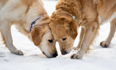Two golden retriever dogs outdoor sniffing snow looking for something during winter walk in the park
