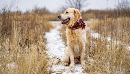Golden retriever dog walking in the winter field