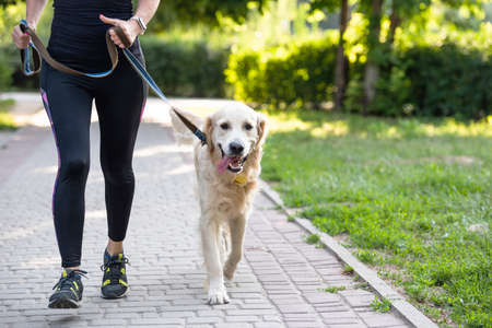 Girl running with golden retriever dogの写真素材