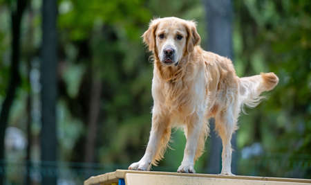Golden retriever dog training