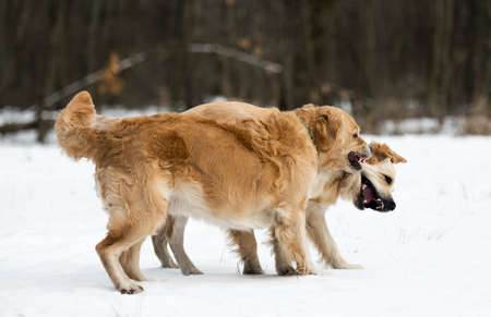 Two golden retriever dogs playing in winter park and show theit teeth each otherの写真素材
