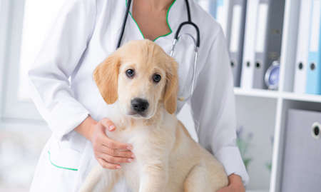 Cute dog in vet cabinet