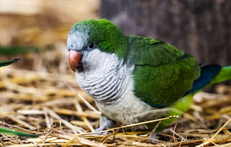 Kalita bird parrot in the nature