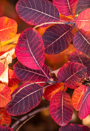 colorful autumn leaves