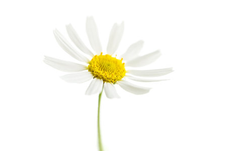 beautiful chamomile flowerの写真素材