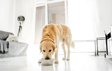 Golden retriever dog eating foodの写真素材
