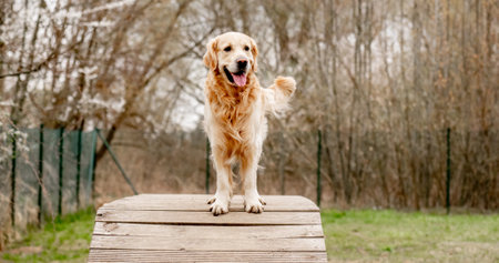 Adorable Golden Retriever dog on a walking and training areaの写真素材