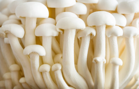 White mushrooms shimeji close up. Asian food