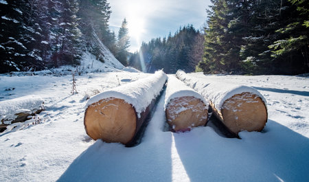 Cut down pines on a forest road. Forest harvesting in the winter mountains