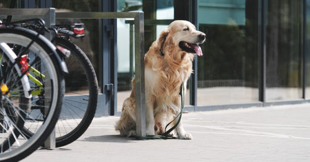 Golden retriever dog on leash waiting owner at street near supermarket. Purebred pet doggy sitting...