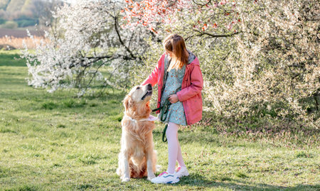 Girl petting golden retriever dog walking outdoors in spring park with blossom trees. Pretty female child kid with pet doggy labrador at nature with flowers in sunny dayの写真素材