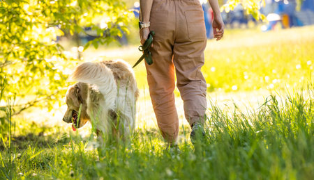 Golden retriever dog walking outdoors with ownerの写真素材