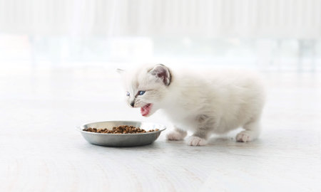 Adorable White Kitten Sniffs A Food In A Bowl And Moewing In A Light Apartmentの写真素材