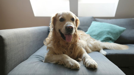 Golden retriever dog lying on sofa at home. Adorable purebred pet doggy resting on couch in loft roomの写真素材