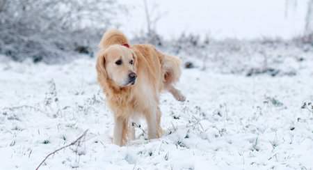 Golden Retriever Dog Peeing In The Snowの写真素材