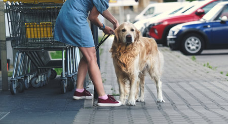 Golden retriever dog waiting owner at street near supermarket. Girl taking out leash from purebreed...