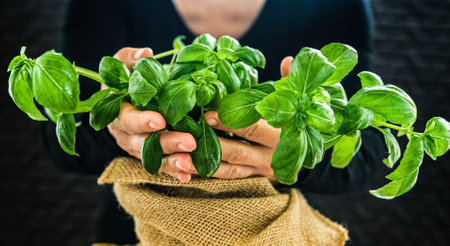 Girls hands holding basil bush on a dark backgroundの写真素材