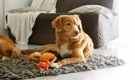 Beautiful toller retriever dog playing with toy duck in light room