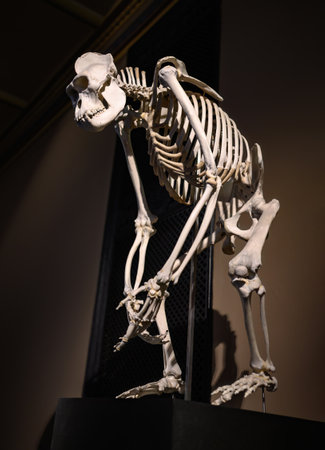 Skeleton of Gorilla in museum