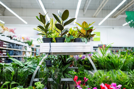 Green Live Plants And Flowers In Gardening Shopの写真素材