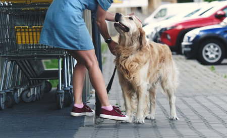 Golden retriever dog on leash and pretty girl sitting at street near supermarket. Purebred pet doggy...