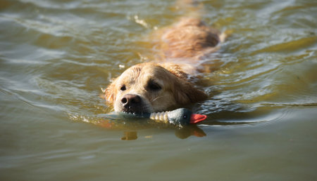 Golden retriever dog holding duck toy and swimming in river. Wet labrador doggy pet in lake water...