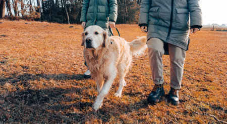 Golden Retriever Dog On A Leash Walking With Girls In Autumnの写真素材