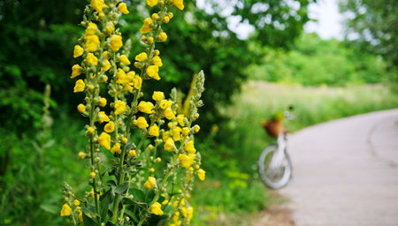 Yellow Blooming Verbascum flowers Along The Roadside Bike Path