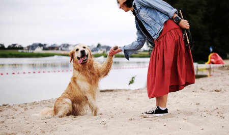 Female Owner Teaches Golden Retriever To Give A Paw. The Dog A Golden Retrieverの写真素材