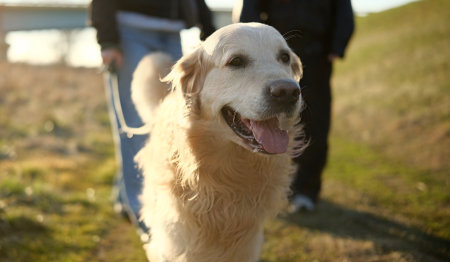 Golden Retriever Dog Walks On A Leash At Sunset