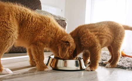 Adorable funny puppies Nova Scotia Tolling Retriever dog breed drinking water at homeの写真素材