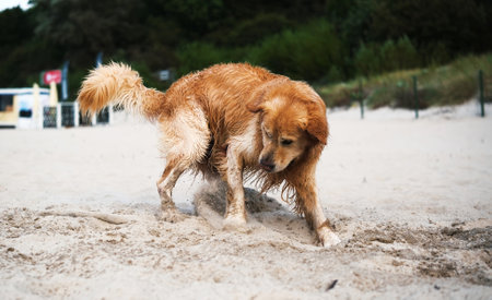 Happy, Adorable Golden Retriever Dog Plays On A Sandy Beach, Digging Sand To Find A Toy Stickの写真素材