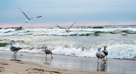 Seagulls Flying And Walking On The Sandy Shore of Baltic Sea