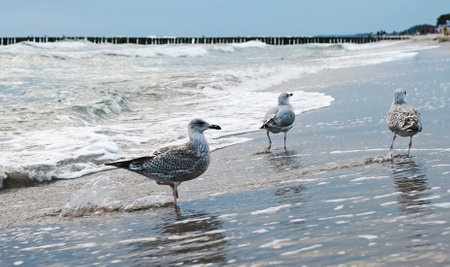 Seagulls Flying And Walking On The Sandy Shoreの写真素材