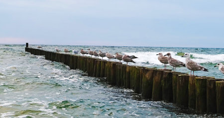 Seagulls Sitting On Wooden Groynes In A Row On The Baltic Coastの写真素材