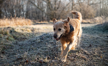 Adorable Golden Retriever Dog Outdoors Running In A Funny Way