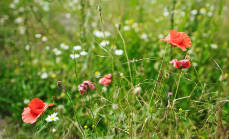 Red Poppy Flowers Swaying In The Green Meadow On A Windy Summer Day